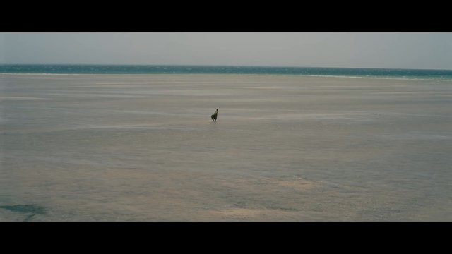 The Odyssey